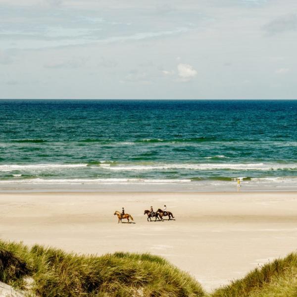 Horses at Blokhus beach