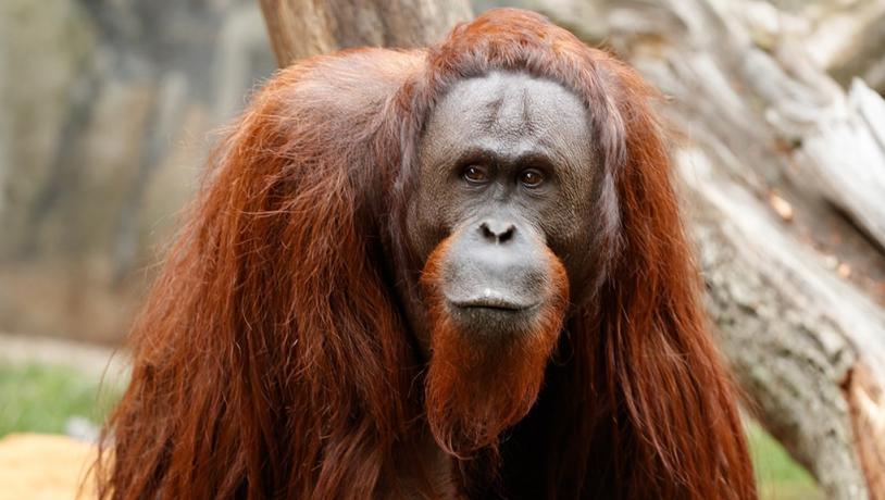 Orangutan in Aalborg Zoo, Denmark