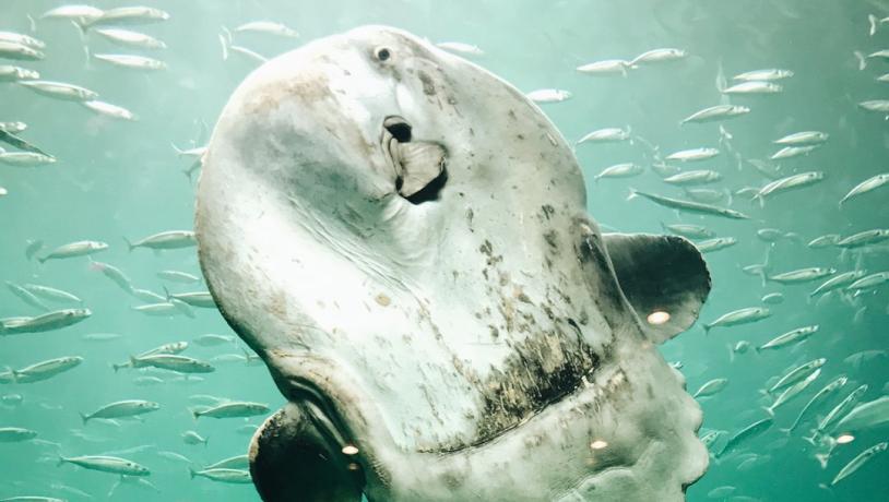 Ontdek het Nordsø Oceanarium in Noord-Denemarken
