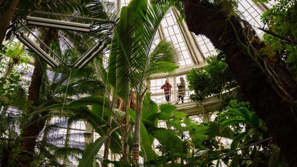 Inside the palm tree greenhouse in botanical gardens
