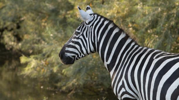 A zebra