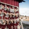 Vesterhavet Collector Bakskuld Dried Fish West Jutland