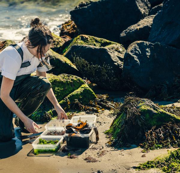 Mathilde foraging seaweed